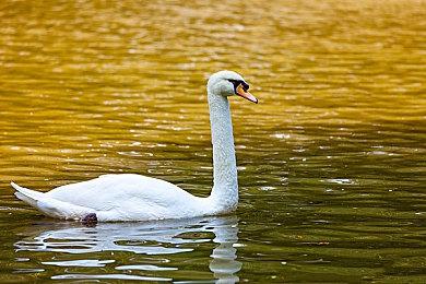 期待拉满！《黑神话：悟空》冲进Steam愿望单榜前10